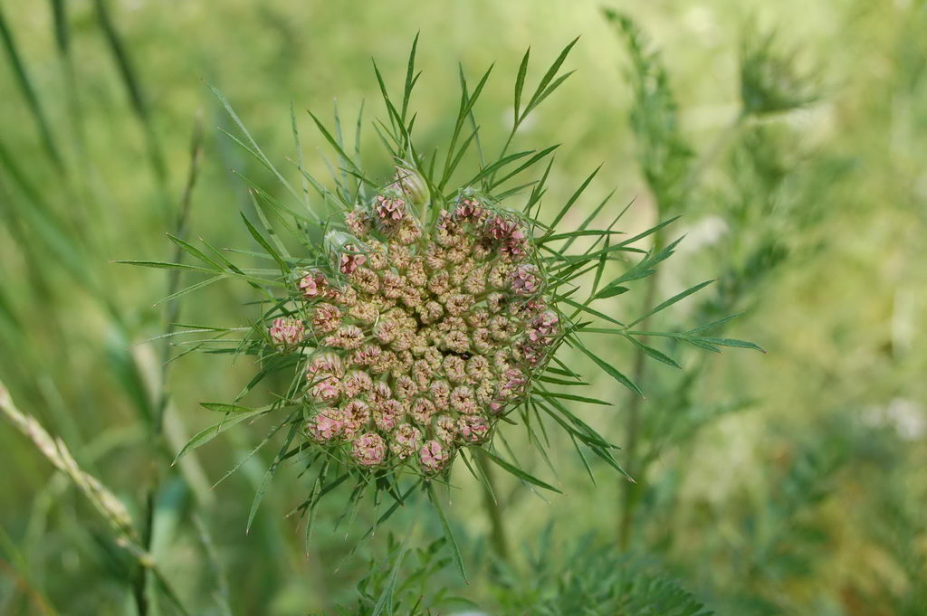 معرفی و راهنمای پرورش گیاهان زینتی - هویج وحشی